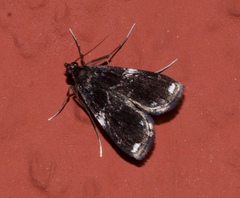 Paracymoriza albifascialis