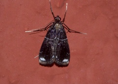 Paracymoriza albifascialis