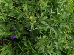 Potentilla chrysantha