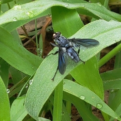Hermyini