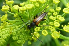 Stenurella melanura