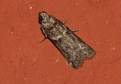 Ectomyelois ceratoniae