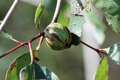 Apiomorpha baeuerleni