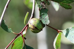 Apiomorpha baeuerleni