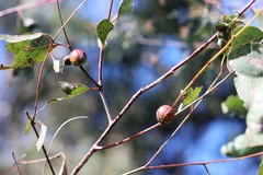 Apiomorpha baeuerleni