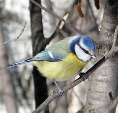 Cyanistes caeruleus