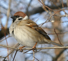 Passer montanus