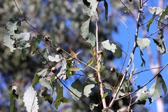 Apiomorpha baeuerleni