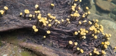 Vibrissea truncorum