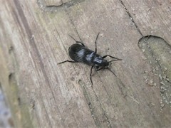 Melandrya dubia