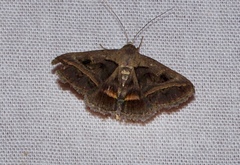 Acantholipes trajecta