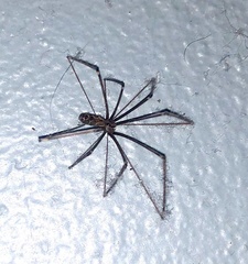 Smeringopus natalensis