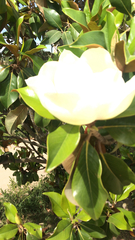 Magnolia grandiflora