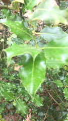 Ilex aquifolium