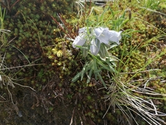 Campanula alpina