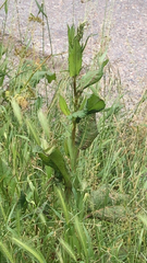Magnoliopsida