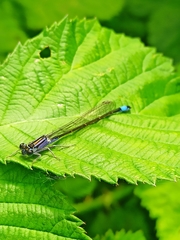 Ischnura elegans