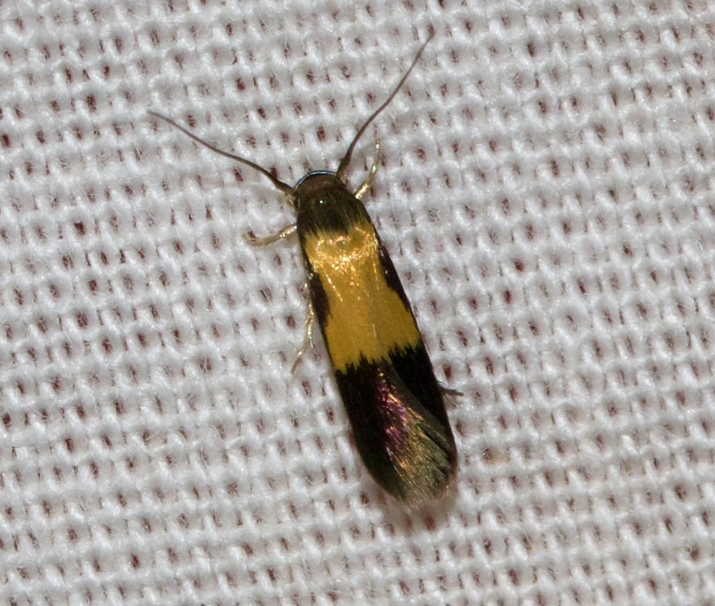 Opogona xanthocrita