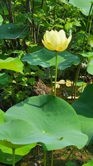 Nelumbo lutea