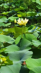Nelumbo lutea