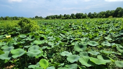 Nelumbo lutea