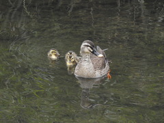 Anas zonorhyncha