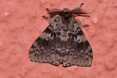 Lymantria aryama