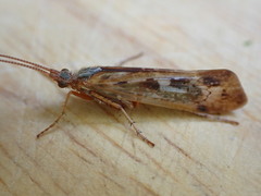 Limnephilus marmoratus