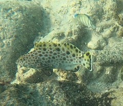 Epinephelus quoyanus