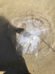 Rhizostomatidae