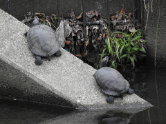 Trachemys scripta elegans
