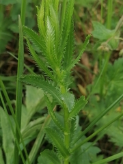 Achillea ledebourii