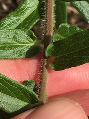 Asclepias tuberosa interior