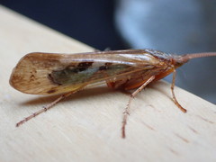 Limnephilus marmoratus