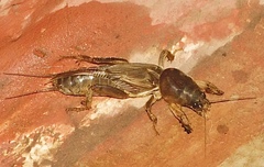 Gryllotalpa orientalis