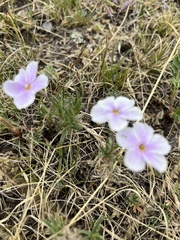 Phlox sibirica