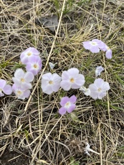 Phlox sibirica