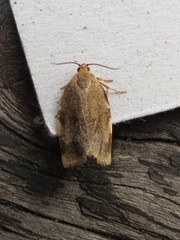 Choristoneura fractivittana