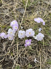 Phlox sibirica