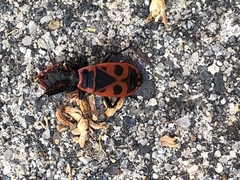 Pyrrhocoris apterus