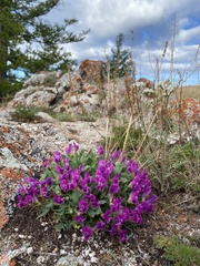 Oxytropis triphylla