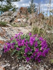 Oxytropis triphylla