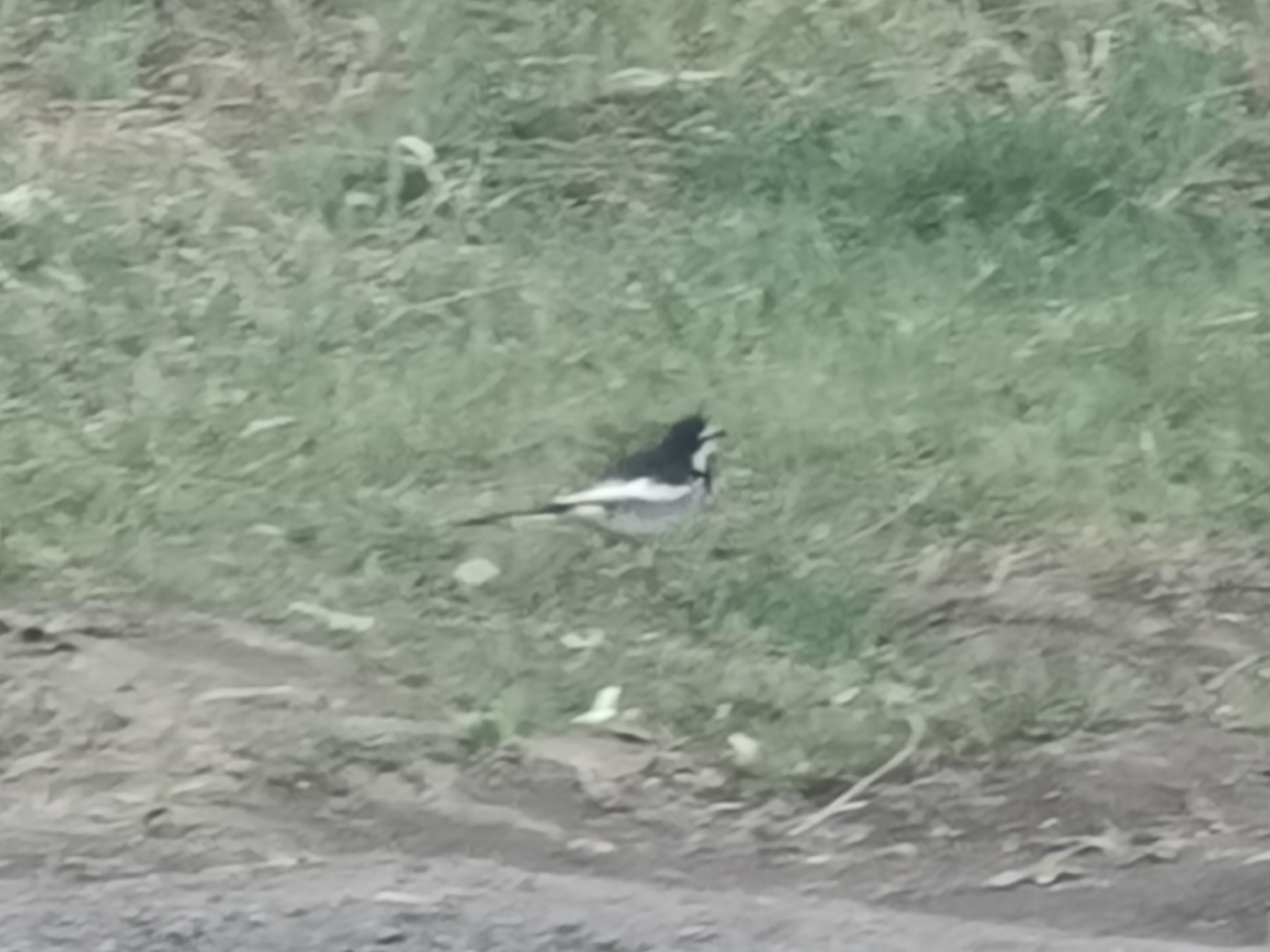 black-backed wagtail, japanese pied wagtail, kamchatka pied wagtail