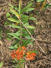 Asclepias tuberosa interior