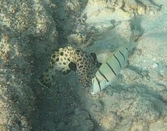 Epinephelus quoyanus