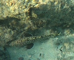 Epinephelus quoyanus