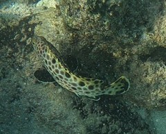 Epinephelus quoyanus