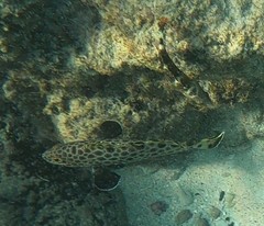 Epinephelus quoyanus