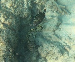 Epinephelus quoyanus