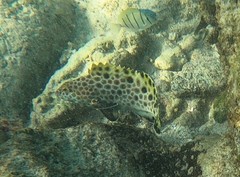 Epinephelus quoyanus